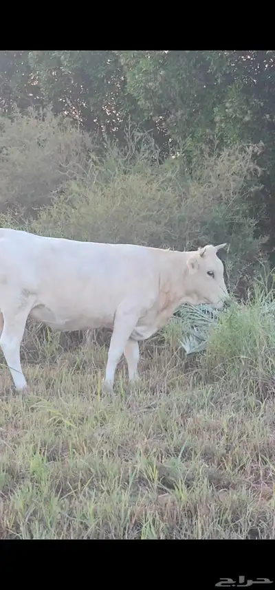 مراح بقر ألمانيات نوادر للبيع index