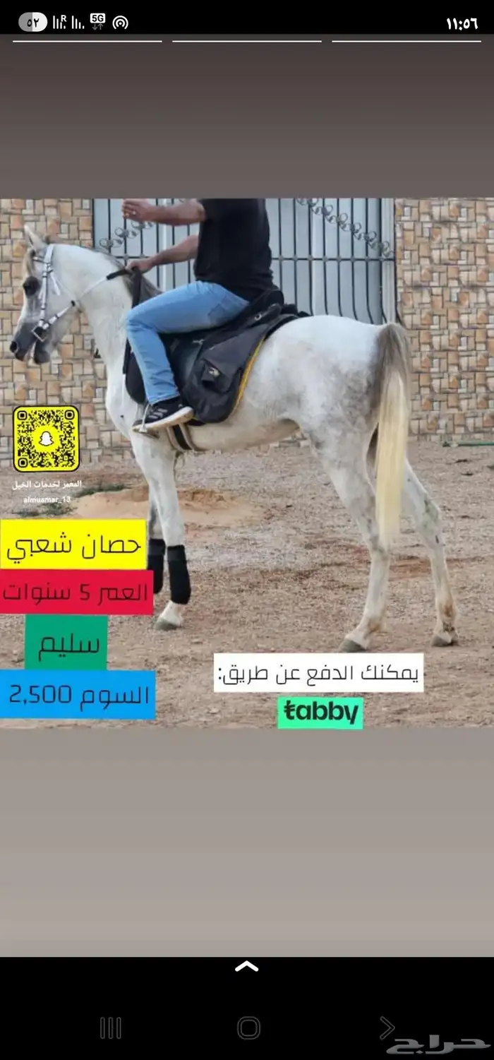 حصان شعبي شيخ يوجد دفع عن طريق تابي 5