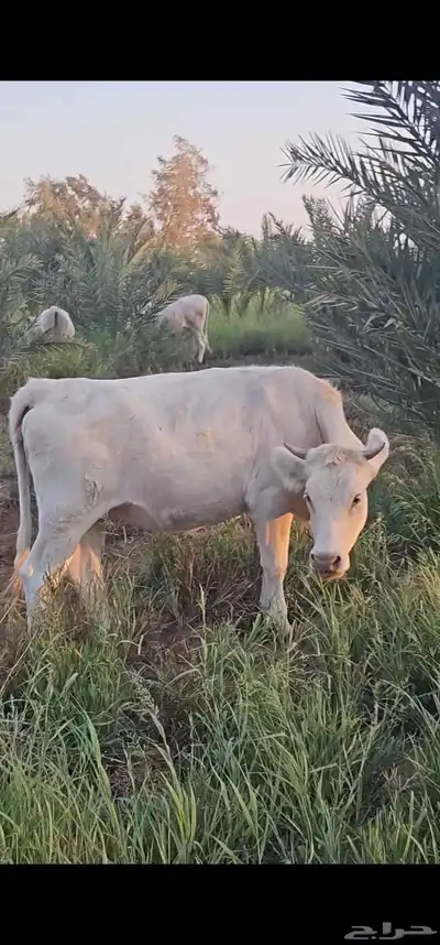 مراح بقر ألمانيات نوادر للبيع index