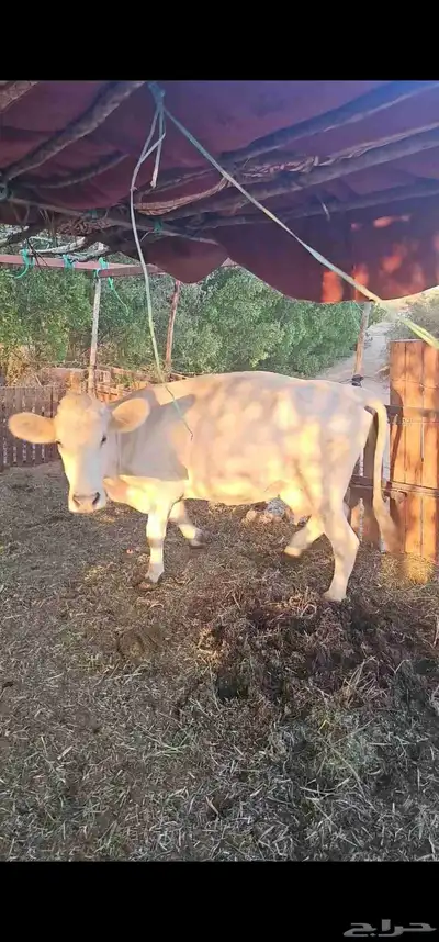 مراح بقر ألمانيات نوادر للبيع index