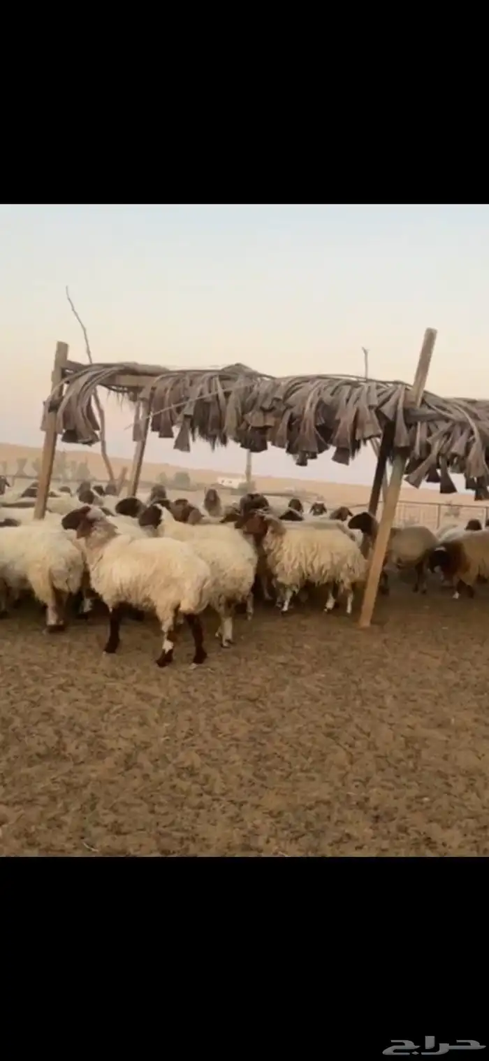 للبيع غنم نعيمي 100 راس غنم رفيد معزا وتيوس وحصان 4