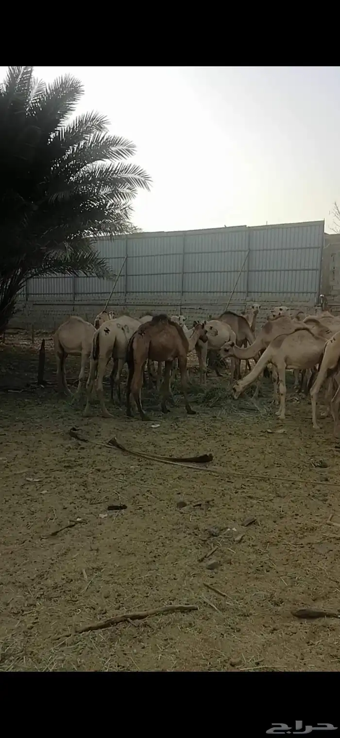 جمال صومالي عدد 100 راس 2