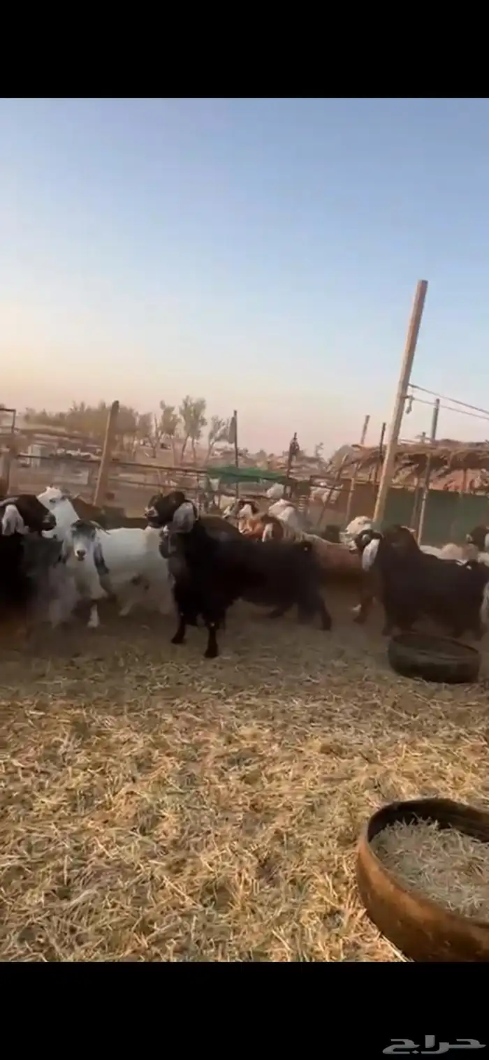 للبيع غنم نعيمي 100 راس غنم رفيد معزا وتيوس وحصان 2