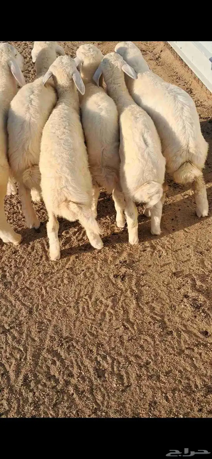 للبيع بهم تربيه نضيف وفل شحم 2