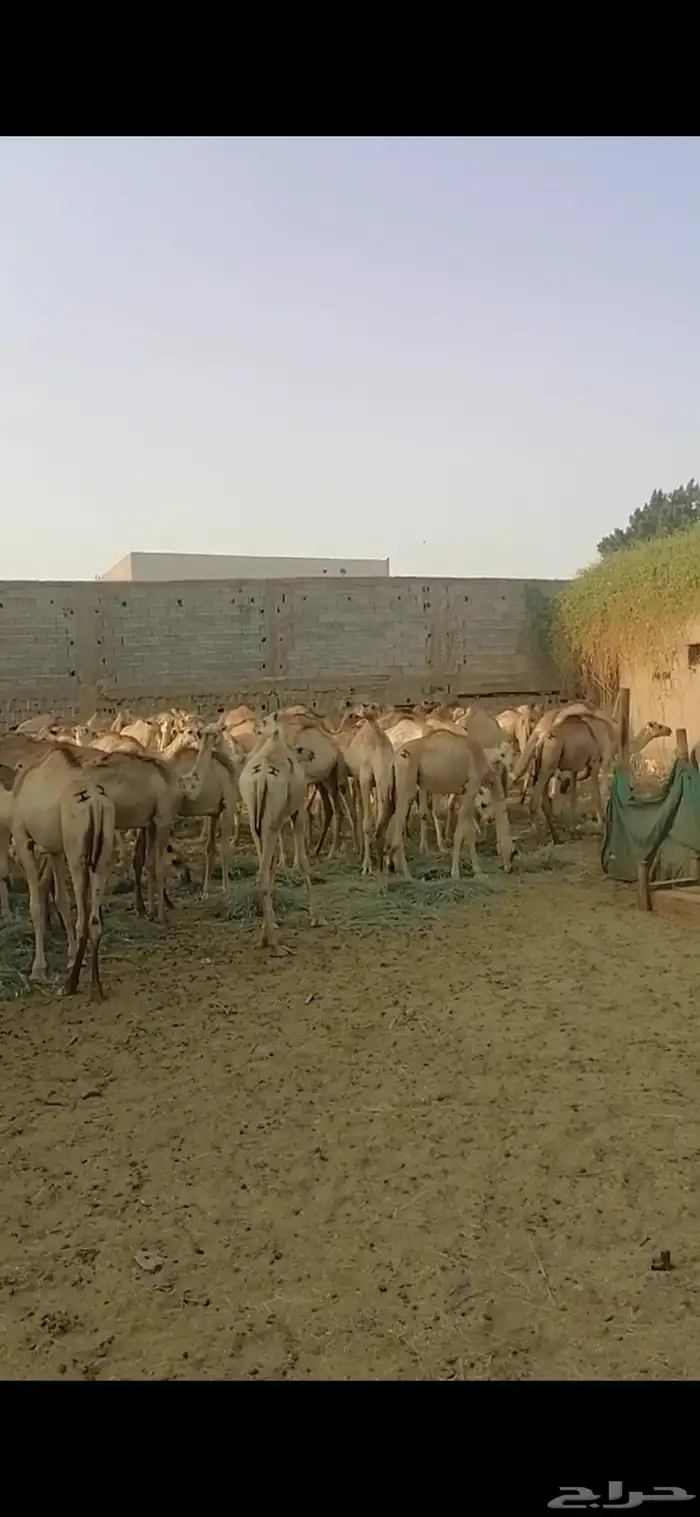 جمال صومالي عدد 100 راس 5