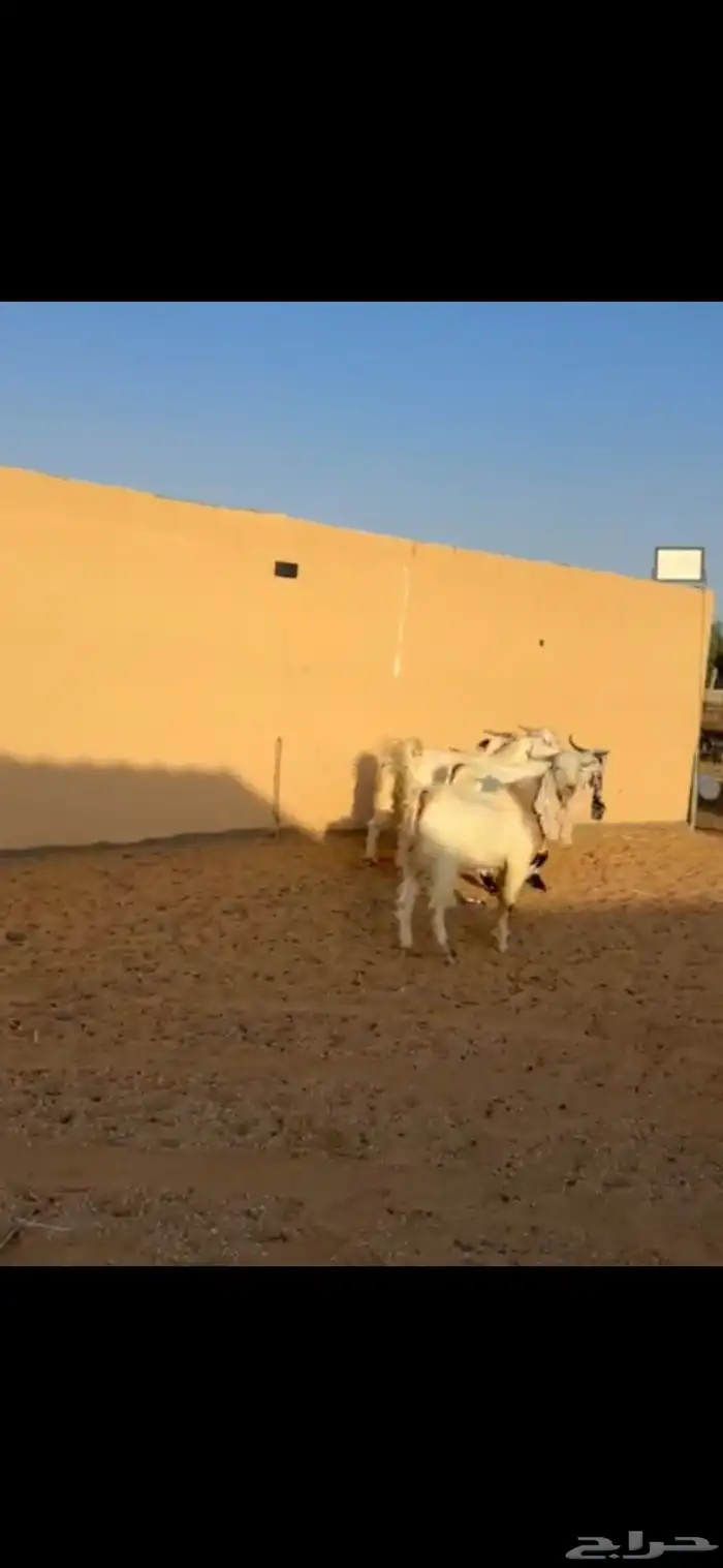 للبيع غنم نعيمي 100 راس غنم رفيد معزا وتيوس وحصان 0