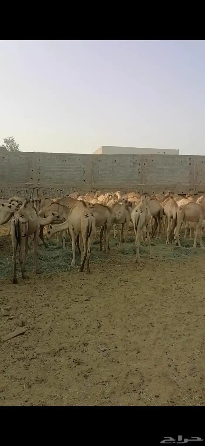 جمال صومالي عدد 100 راس 4