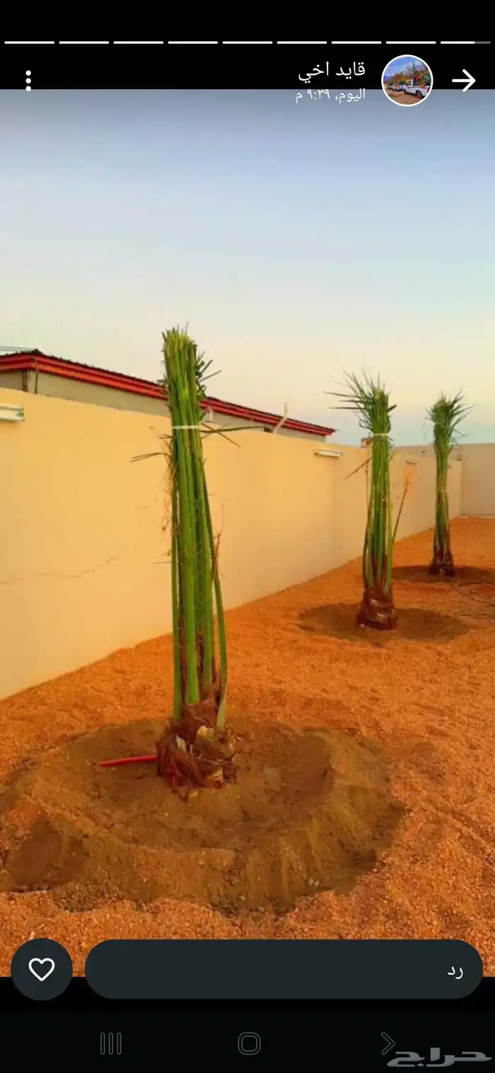 مشاءالله تبارك الله نخل وصل اليوم الدمام الجبيل الخبر 5