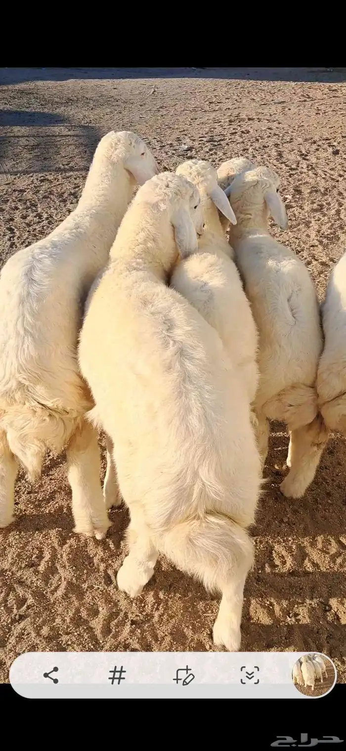 للبيع بهم تربيه نضيف وفل شحم 3