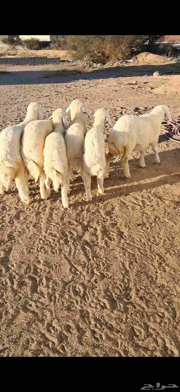 للبيع بهم تربيه نضيف وفل شحم 1