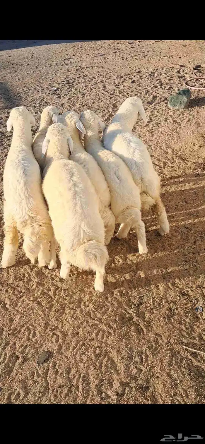 للبيع بهم تربيه نضيف وفل شحم 0