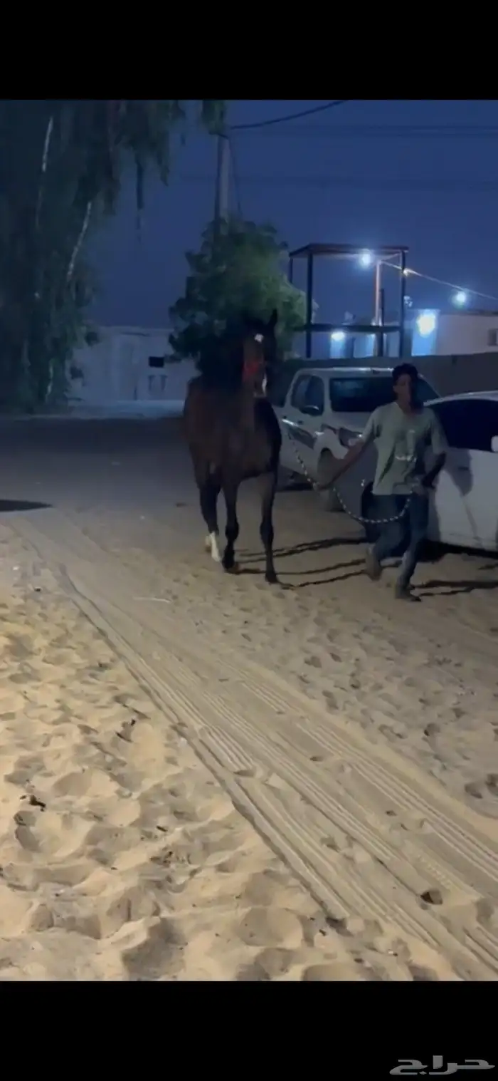 للبيع غنم نعيمي 100 راس غنم رفيد معزا وتيوس وحصان 9