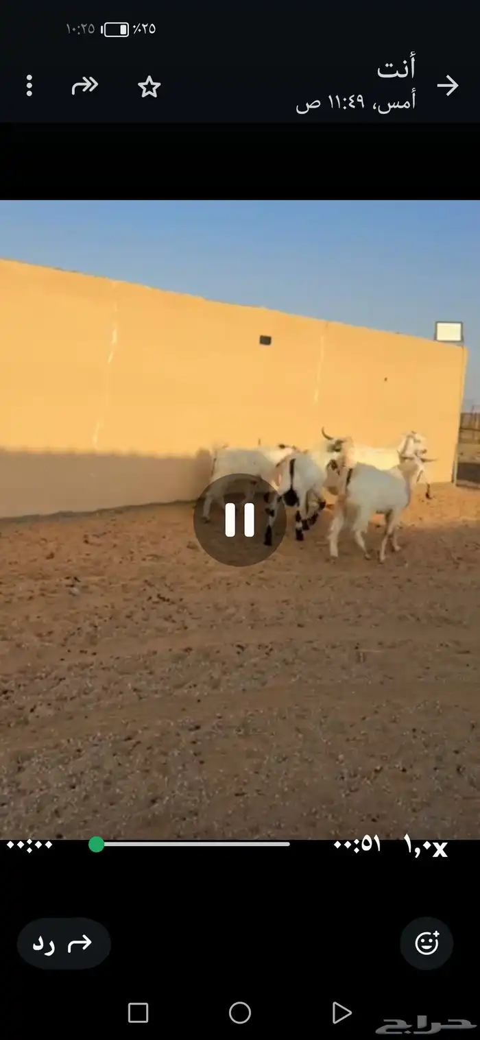 للبيع غنم نعيمي 100 راس غنم رفيد معزا وتيوس وحصان 1