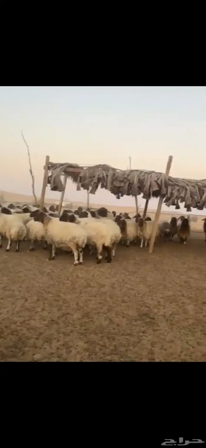 للبيع غنم نعيمي 100 راس غنم رفيد معزا وتيوس وحصان 5
