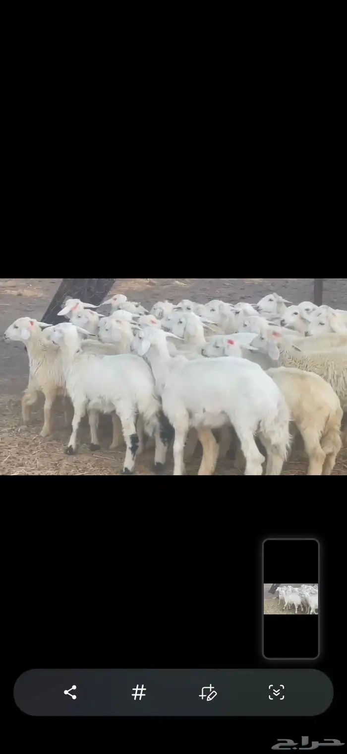 رخال جذعات منوة القناي 0