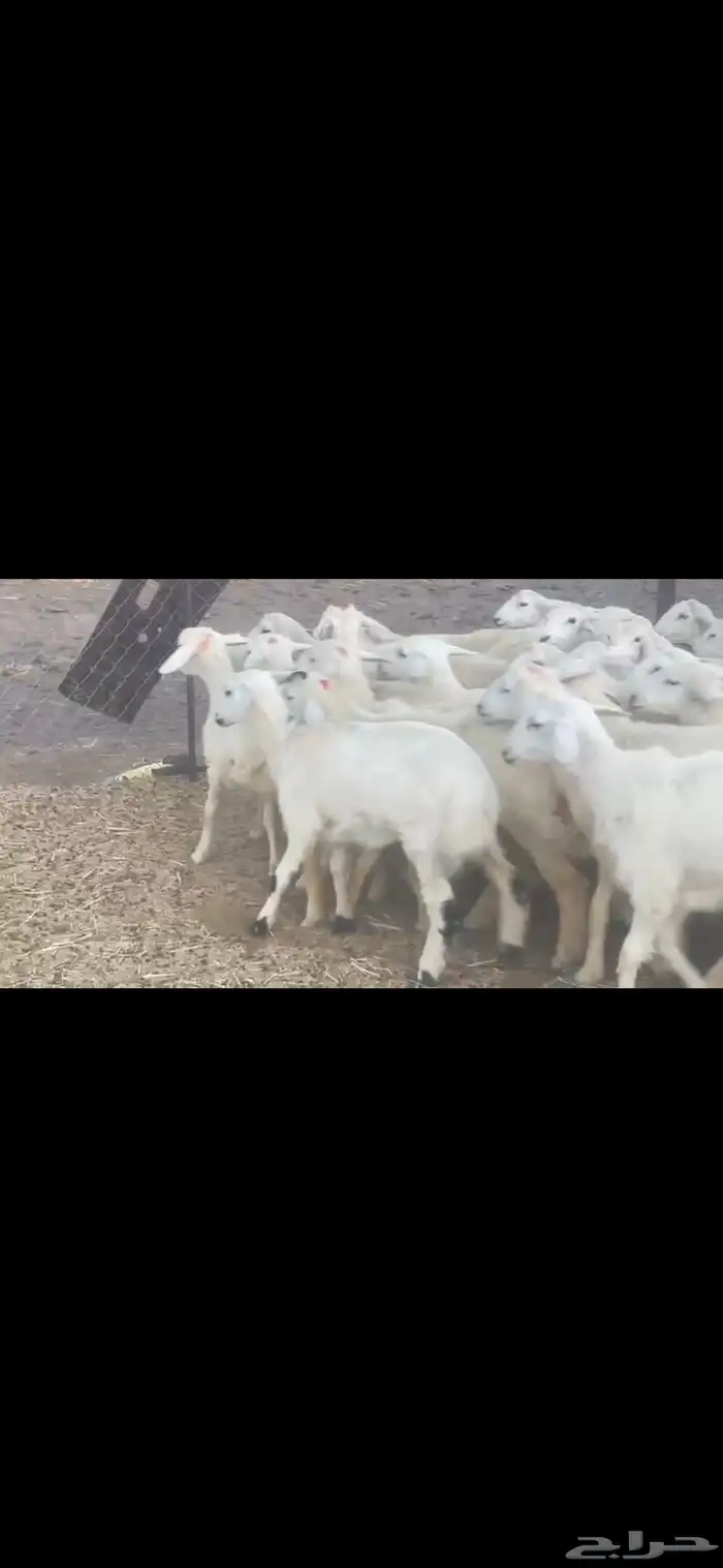 رخال جذعات منوة القناي 1