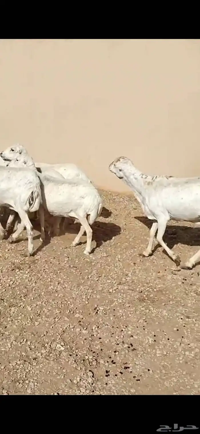 للبيع غنم نعيمي 100 راس غنم رفيد معزا وتيوس وحصان 6
