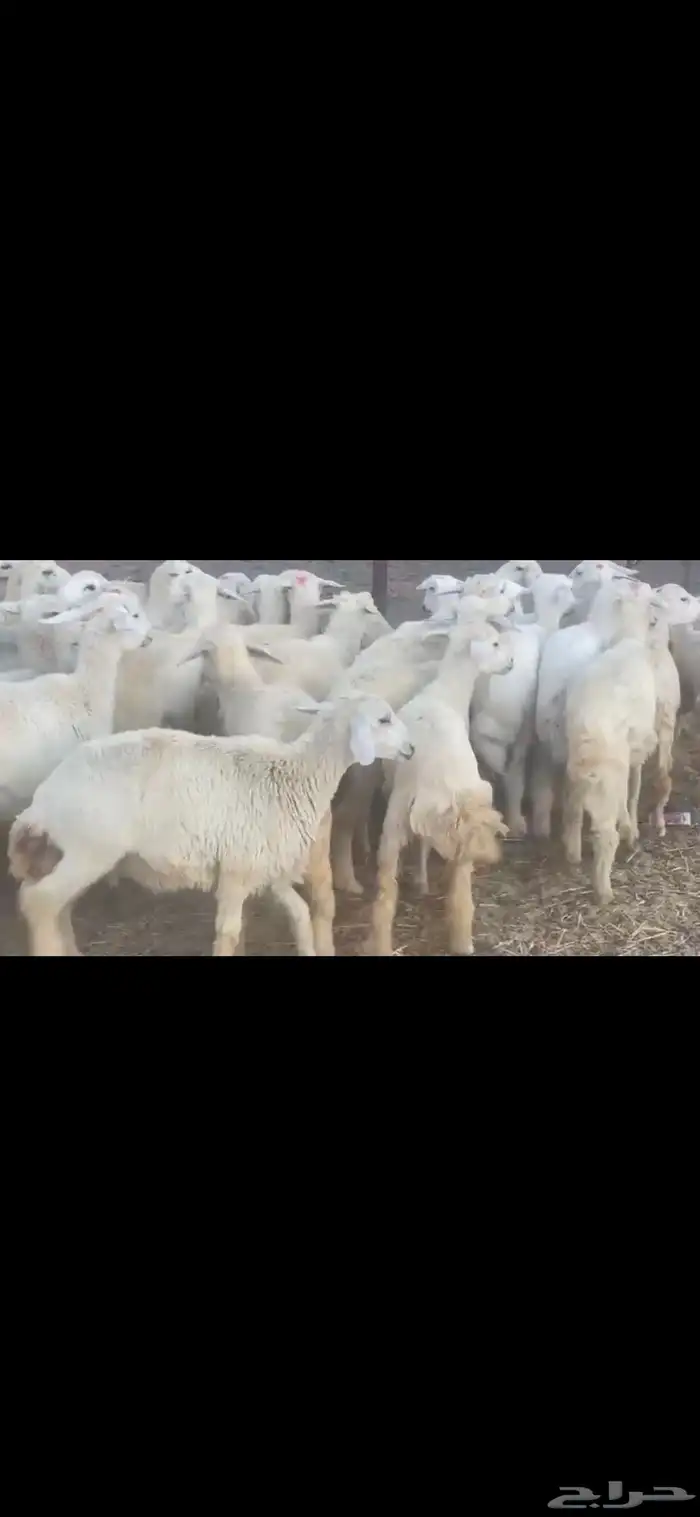 رخال جذعات منوة القناي 2