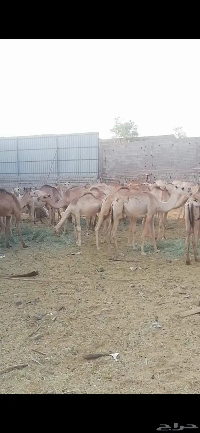 جمال صومالي عدد 100 راس 1
