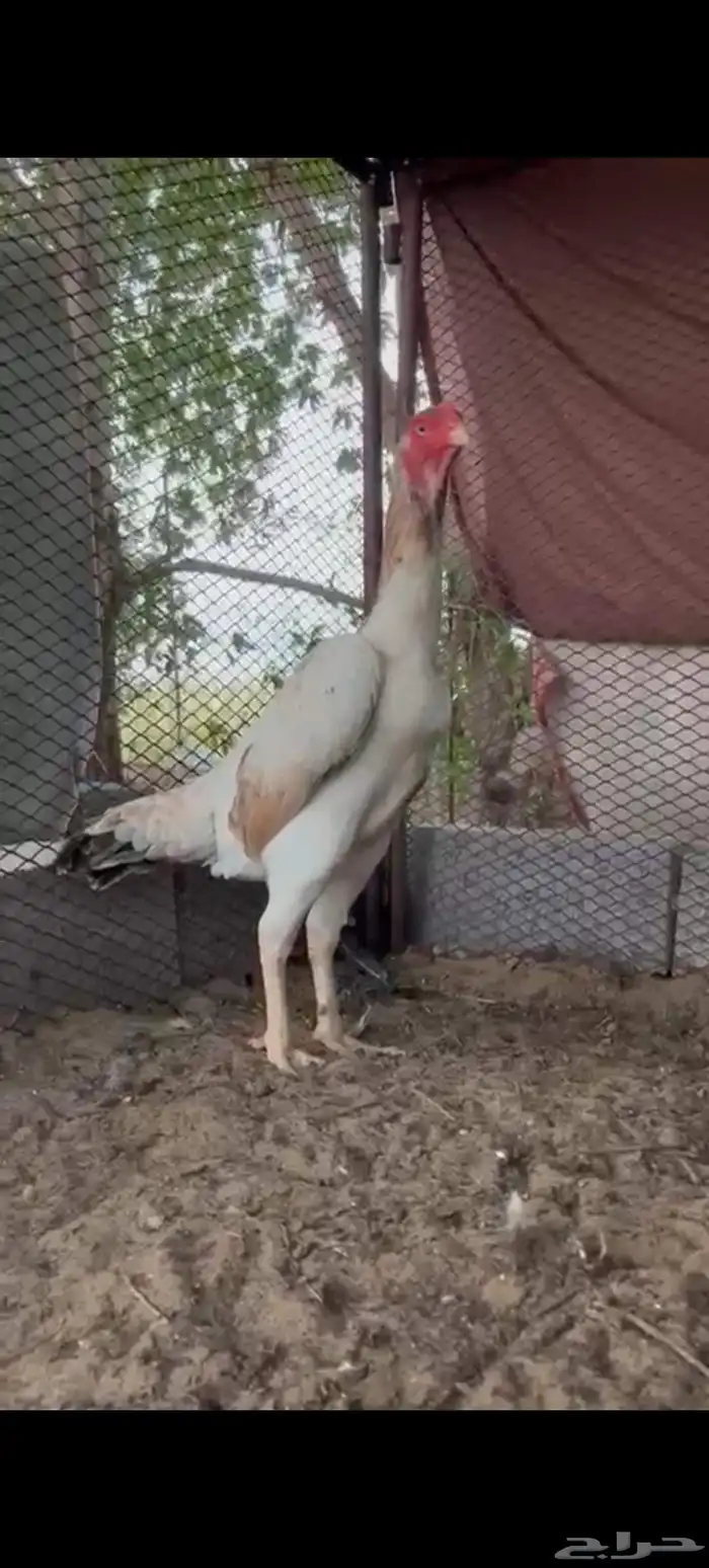 دجاجه شامو 1