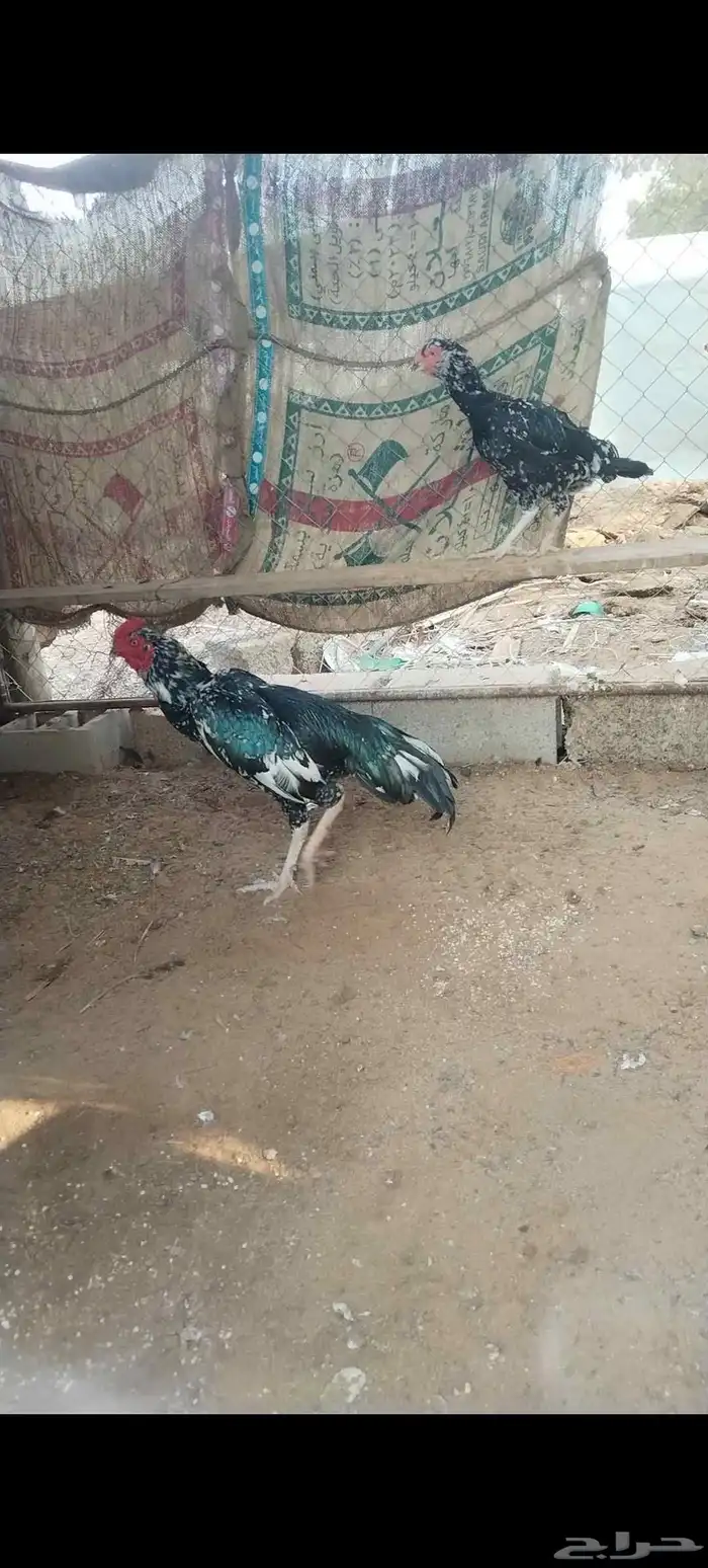 زوج سندي فاخر 1