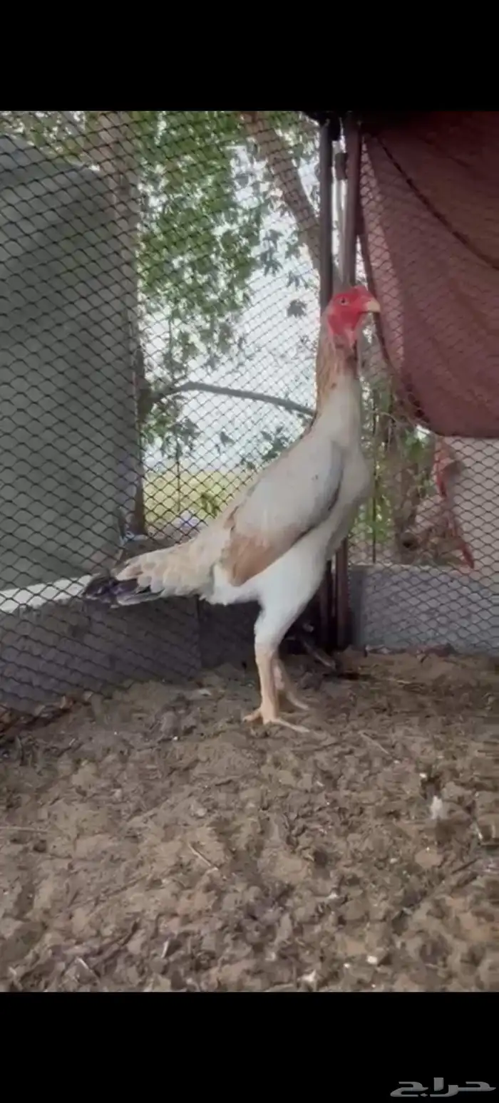 دجاجه شامو 4