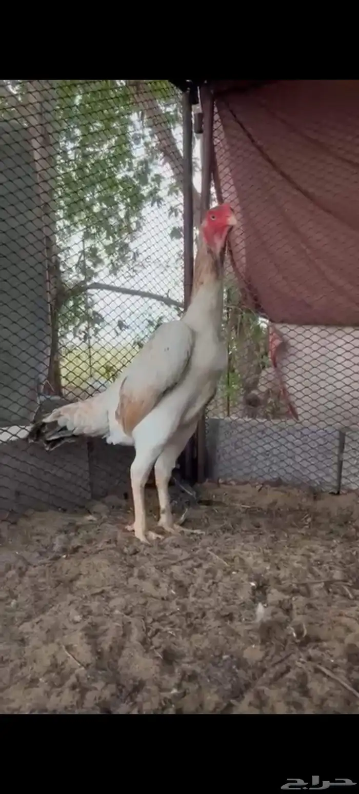 دجاجه شامو 3