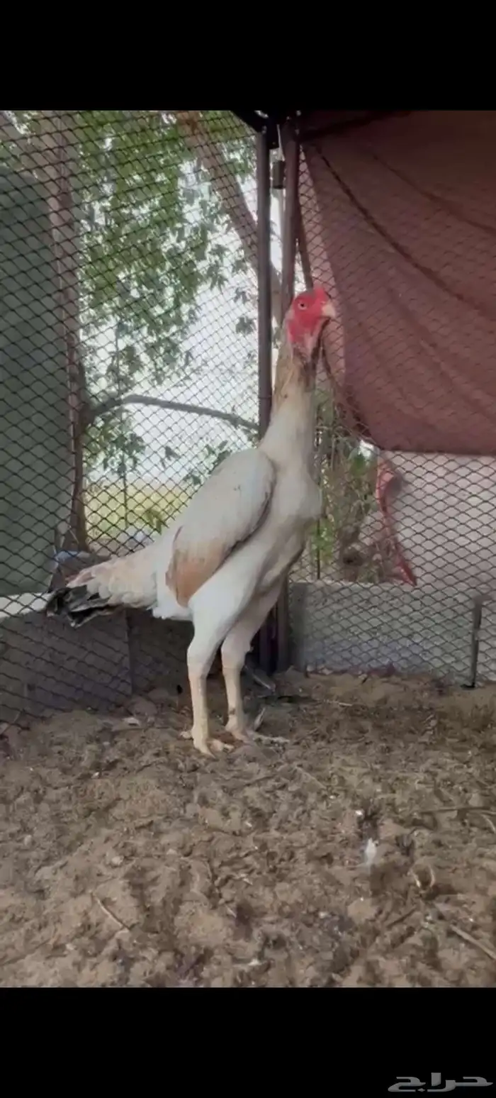 دجاجه شامو 2