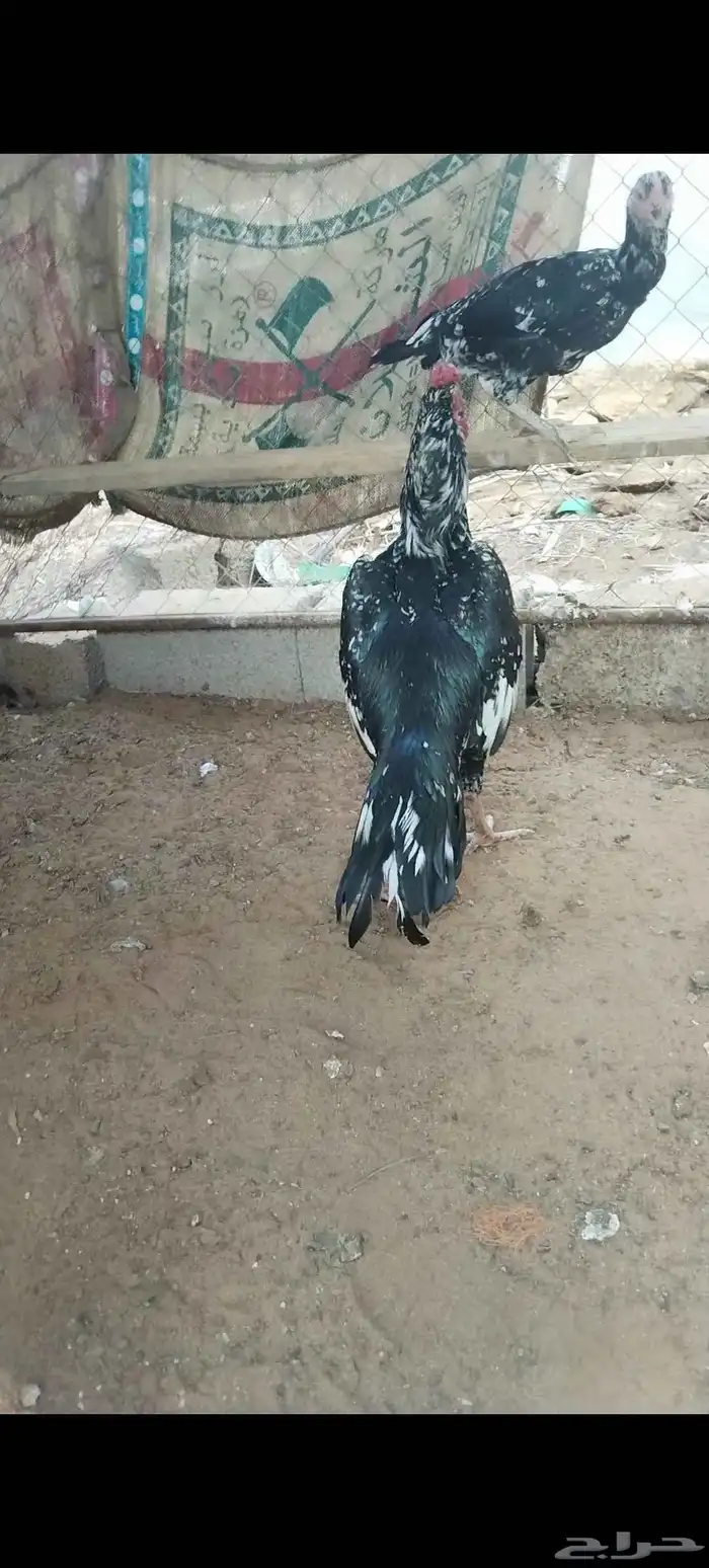 زوج سندي فاخر 2