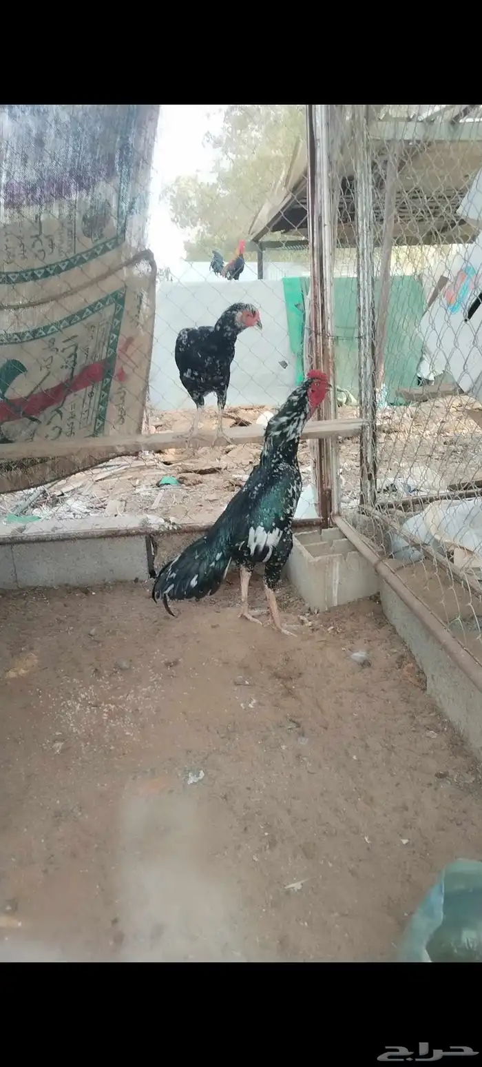 زوج سندي فاخر 0