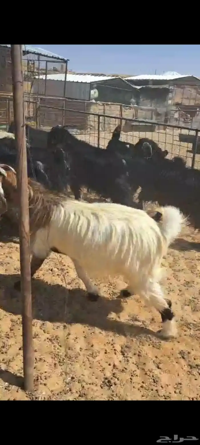 للبيع معزاء العدد 22 مع الغحول 1