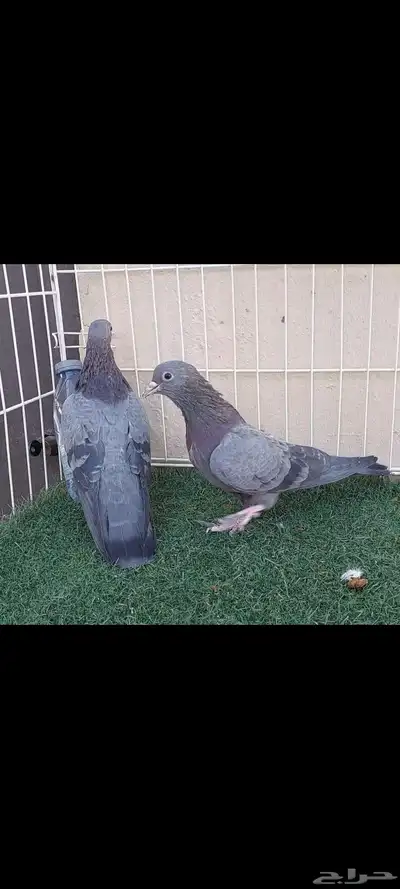 صنعاوي..مكاوي..صنعاني index