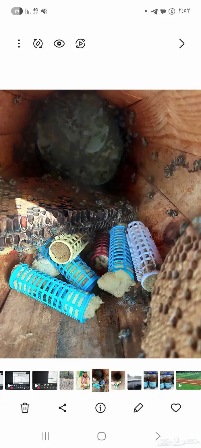 ملكات عذرا للبيع منتخبة 0