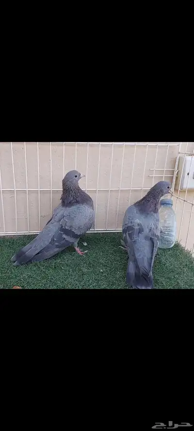 صنعاوي..مكاوي..صنعاني index