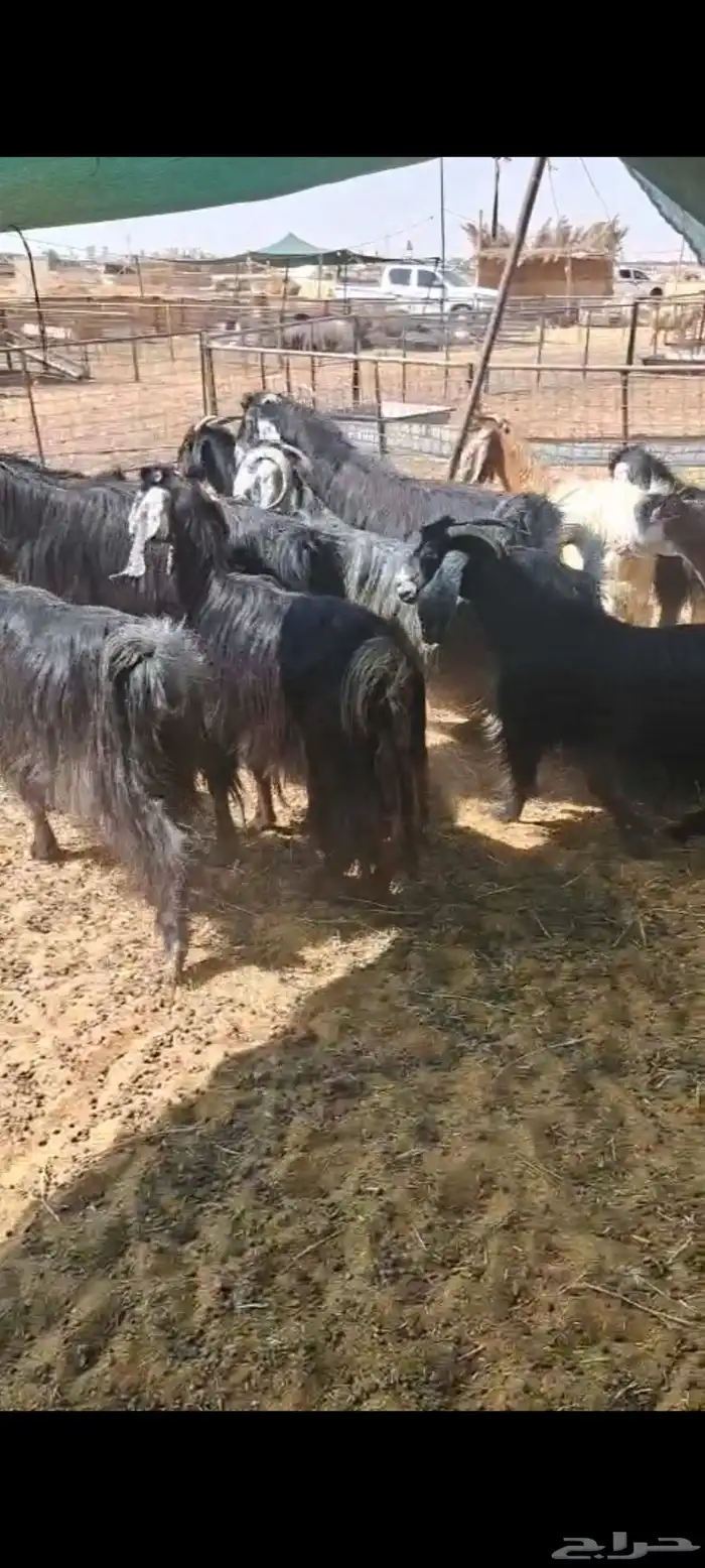 للبيع معزاء العدد 22 مع الغحول 6