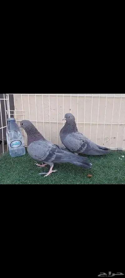 صنعاوي..مكاوي..صنعاني index