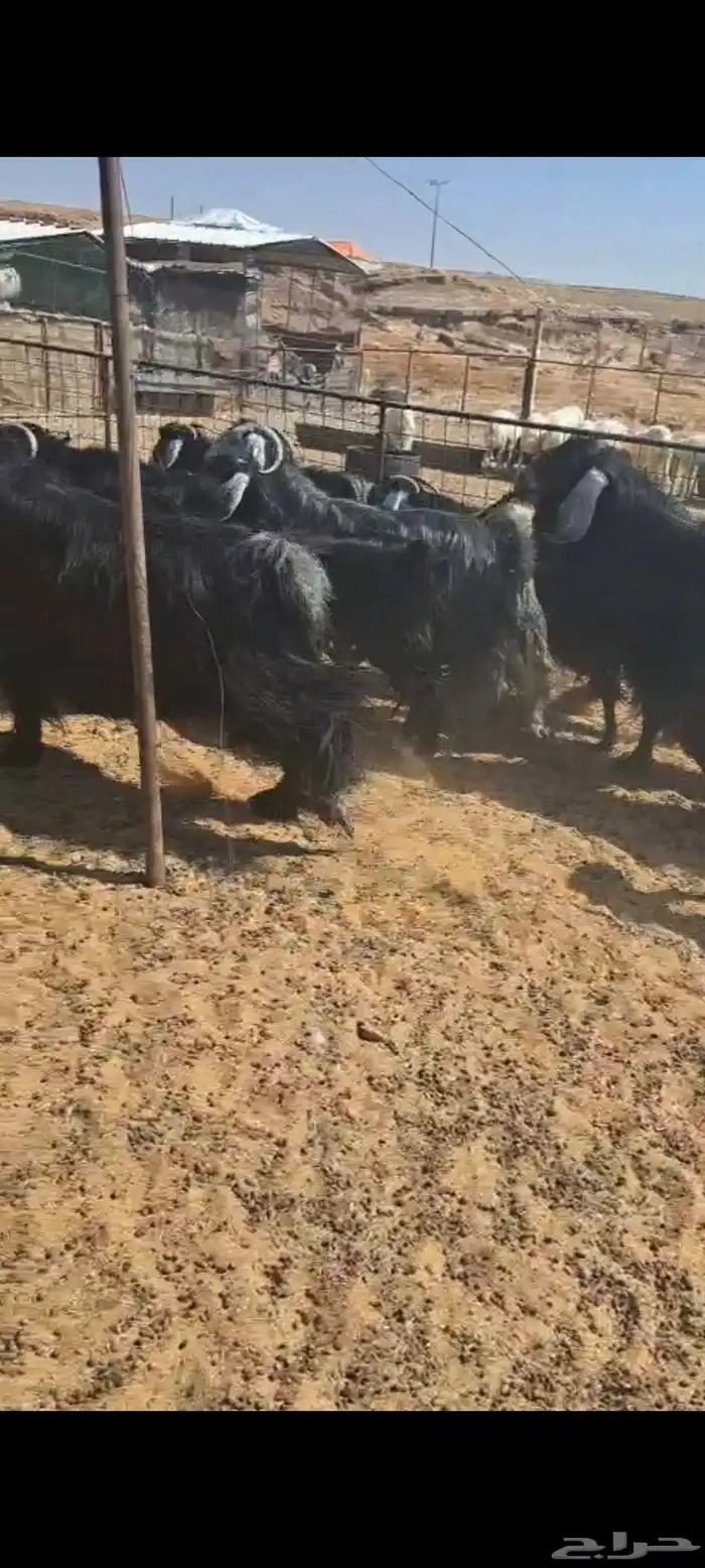 للبيع معزاء العدد 22 مع الغحول 2