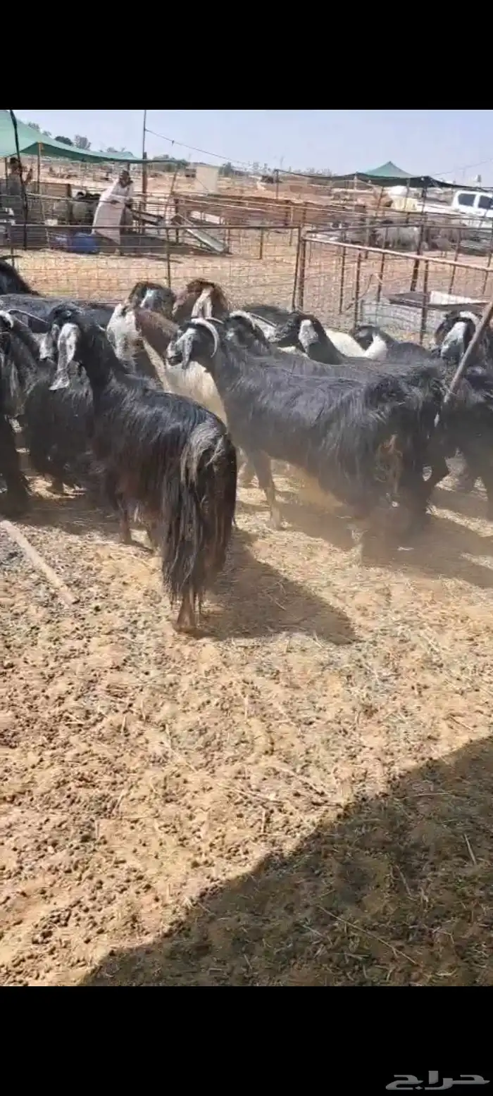 للبيع معزاء العدد 22 مع الغحول 3