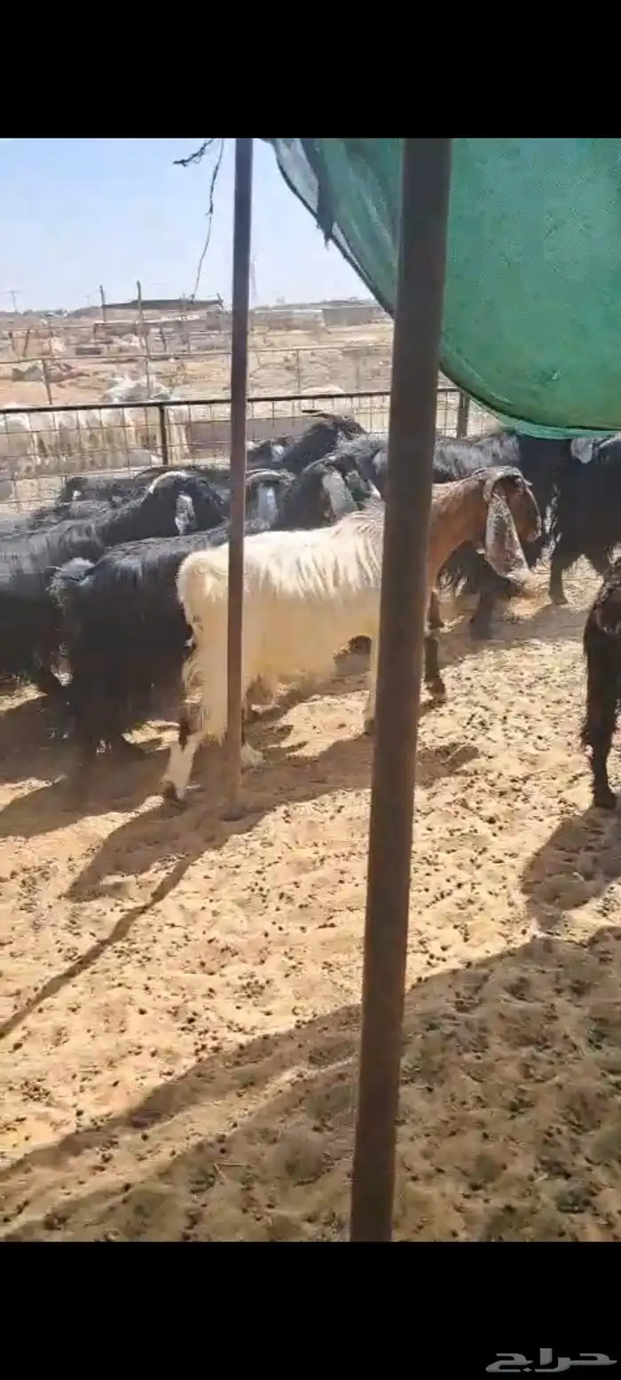 للبيع معزاء العدد 22 مع الغحول 9