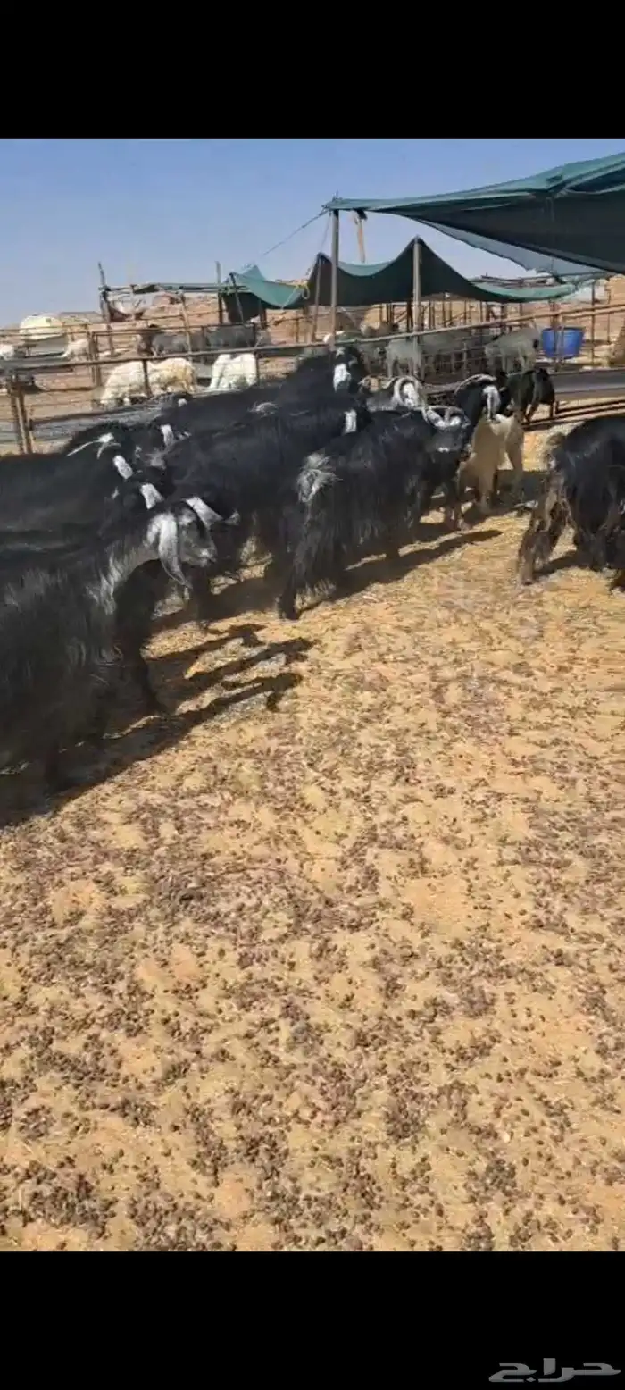 للبيع معزاء العدد 22 مع الغحول 8