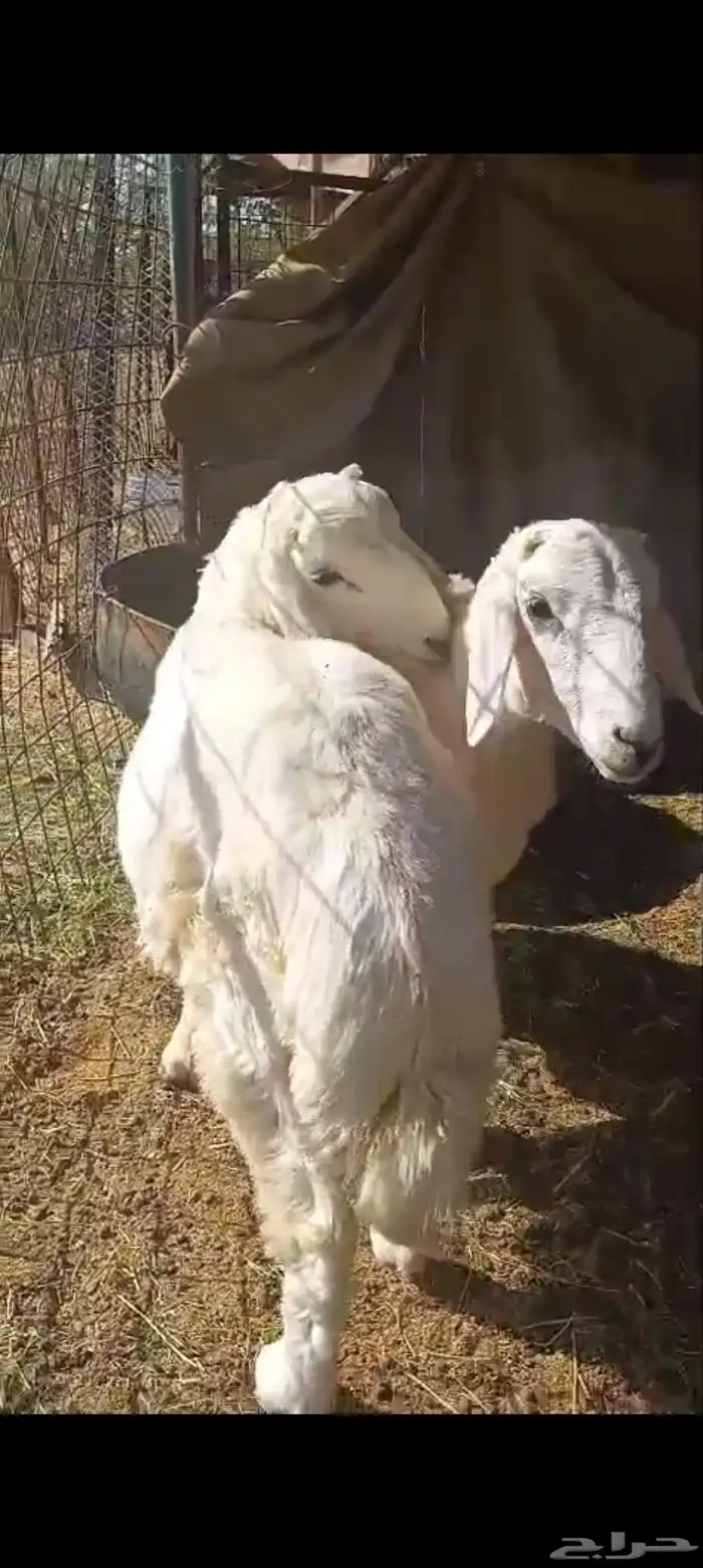 ثنين طليان ذبايح تم البيع 2