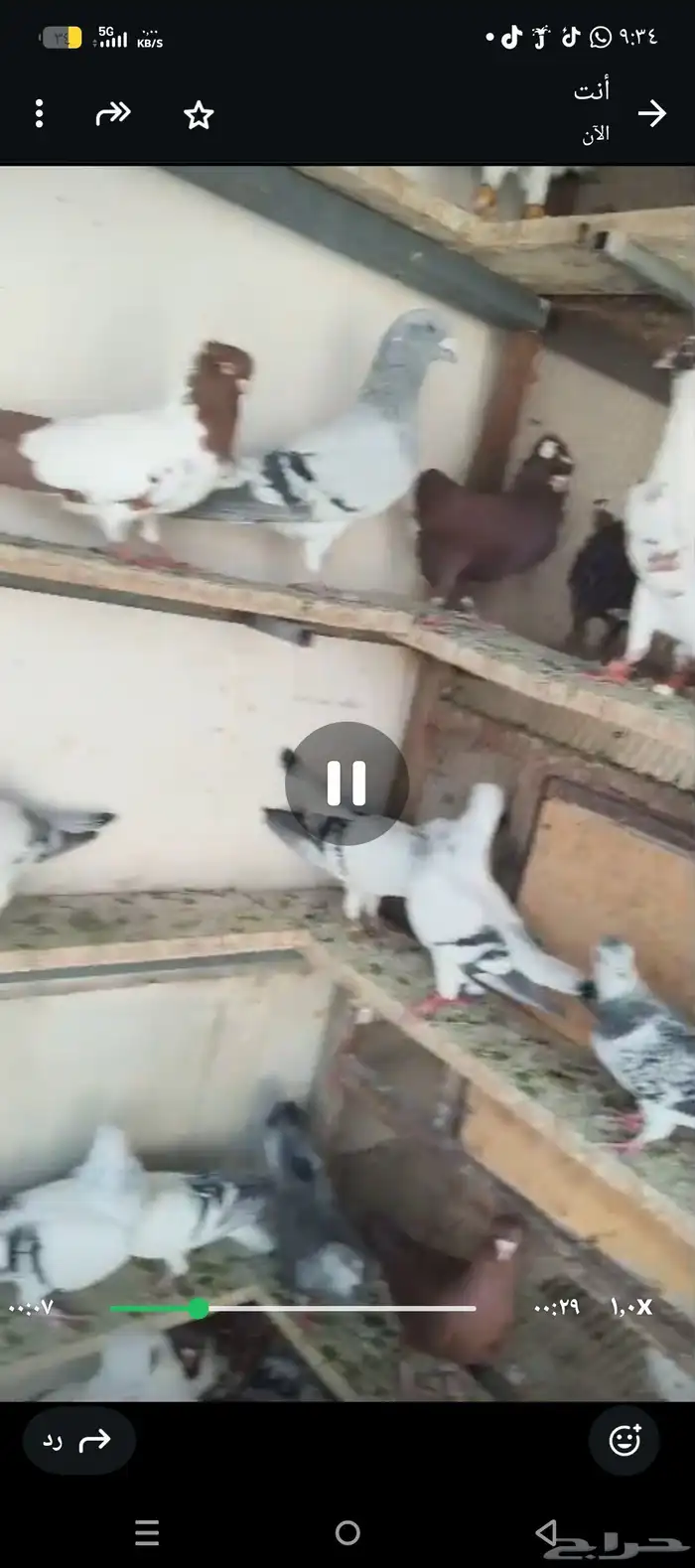 للبيع الموقع الرياض حمام شامي 1
