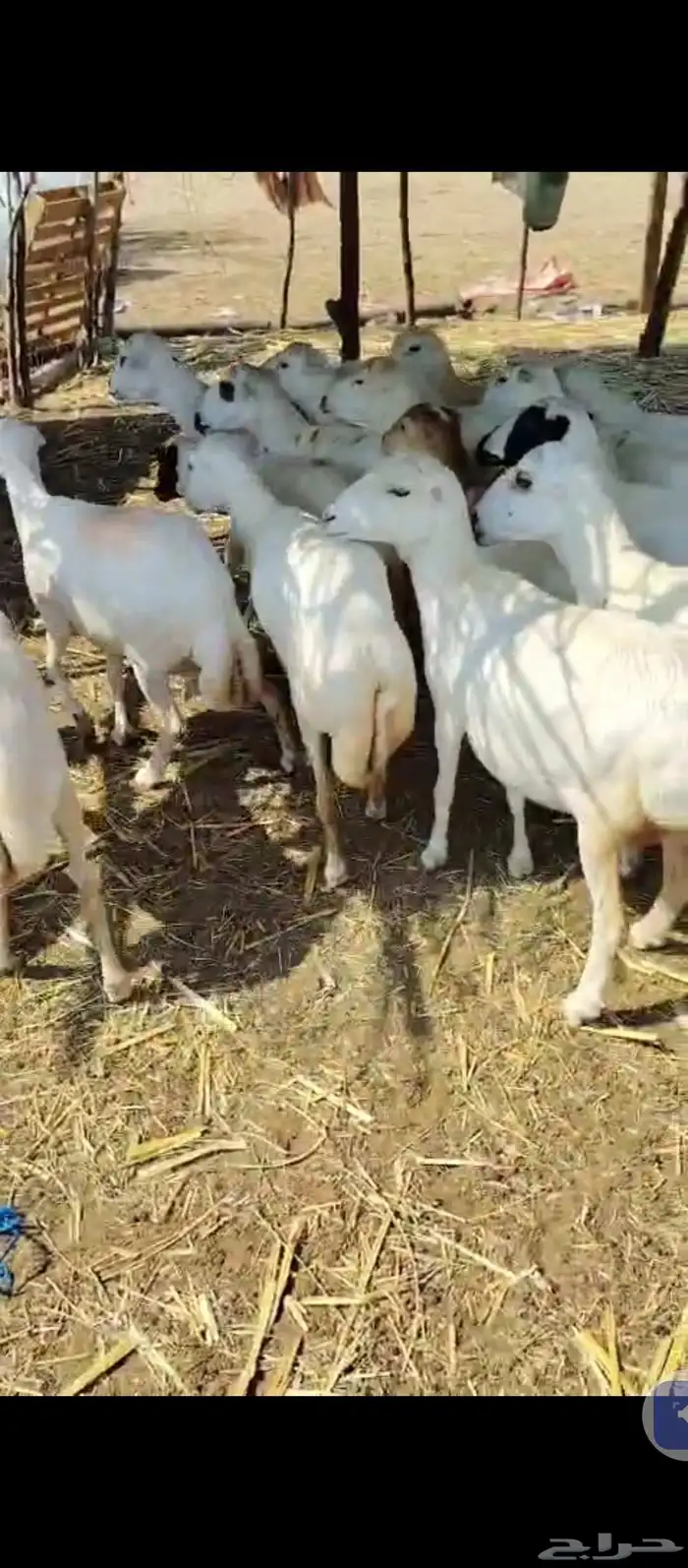 السلام عليكم يوجد ضان رفيديات العدد20ضان نضيفه ونقوه 2