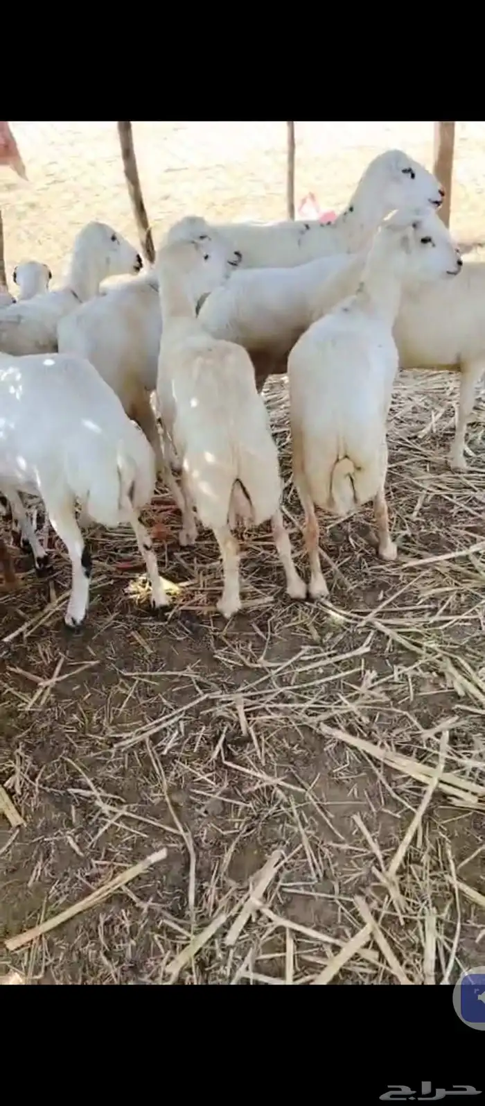 السلام عليكم يوجد ضان رفيديات العدد20ضان نضيفه ونقوه 4