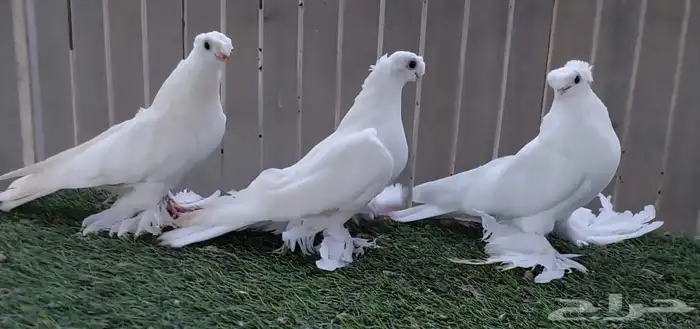 أوزبك ( تم البيع ) 3