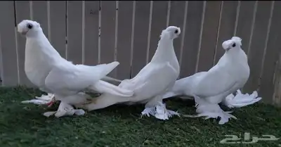 أوزبك ( تم البيع ) index