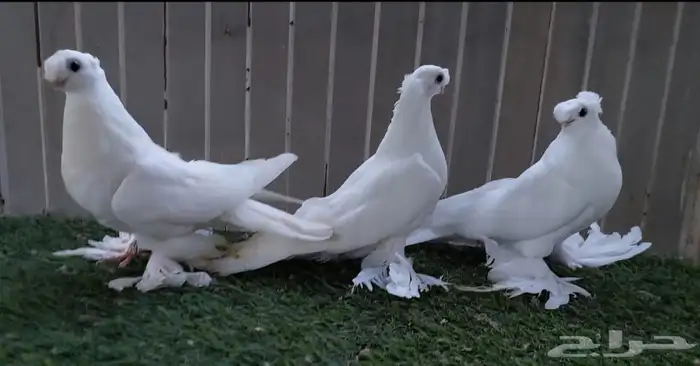 أوزبك ( تم البيع ) 4