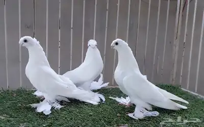 أوزبك ( تم البيع ) index