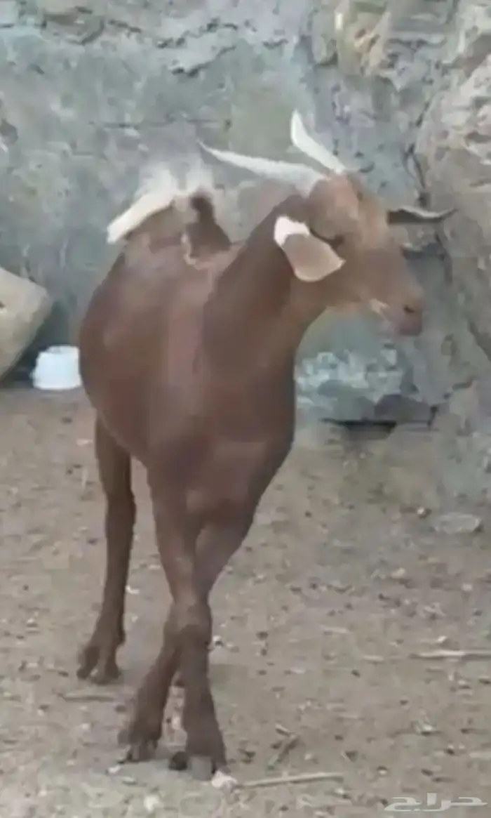 تيوس بلدي للبيع 0