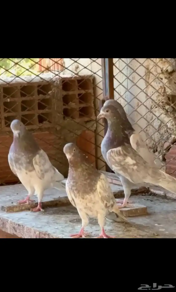 حمام بكستاني لاك(تم البيع ) 0